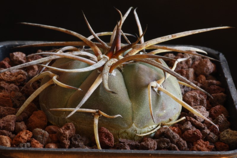 Gymnocalycium armatum 