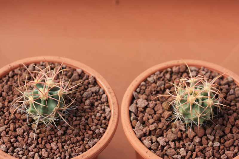 Echinocactus polycephalus 