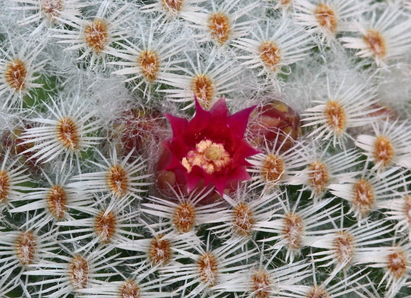 Mammillaria albilanata 