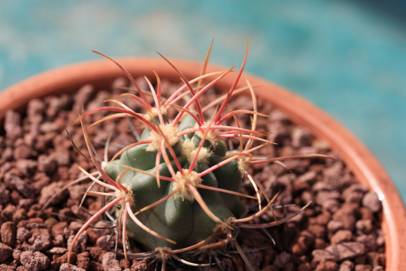 Echinocactus polycephalus 