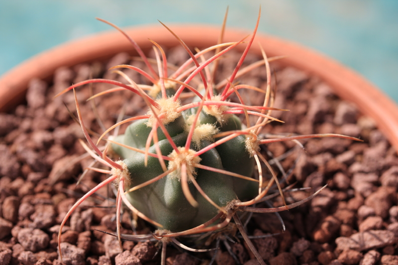 Echinocactus polycephalus 