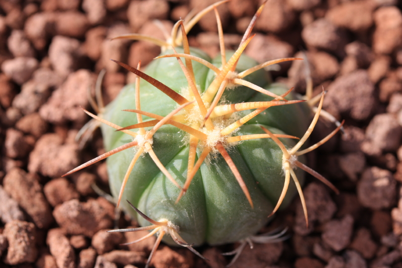 Echinocactus horizonthalonius PD 54