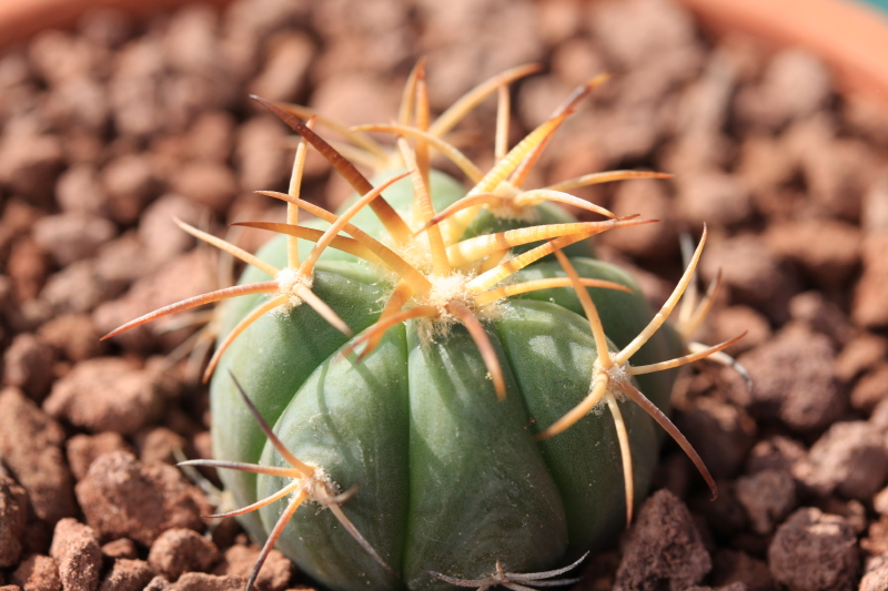 Echinocactus horizonthalonius PD 54