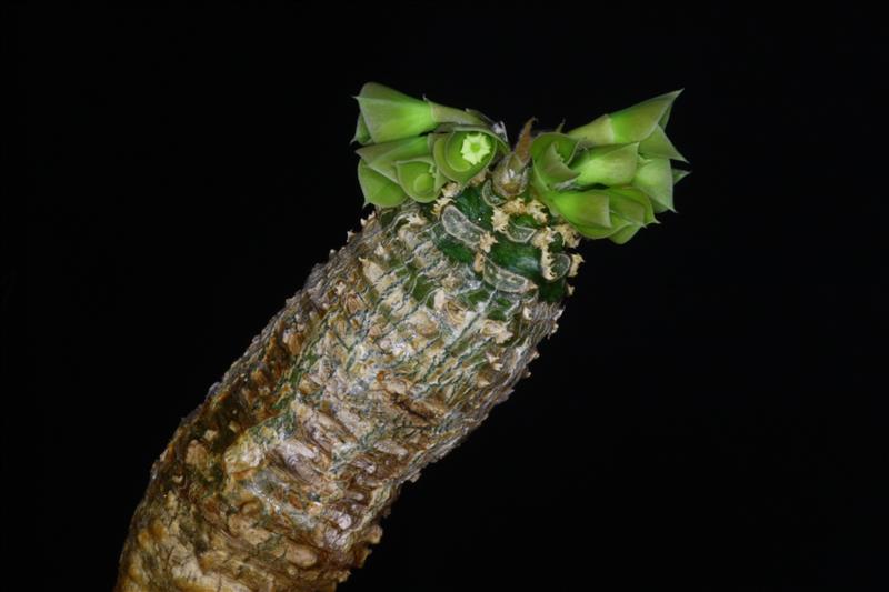 Euphorbia ankarensis 