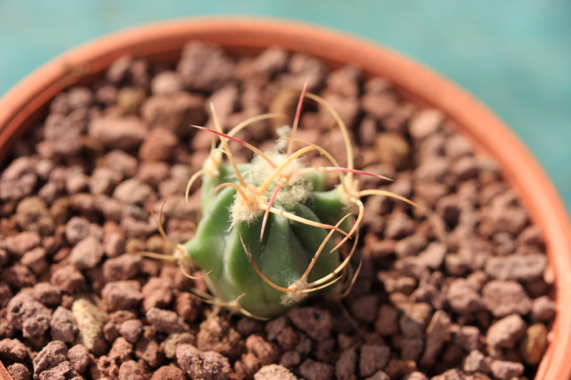 Echinocactus parryi PD 32