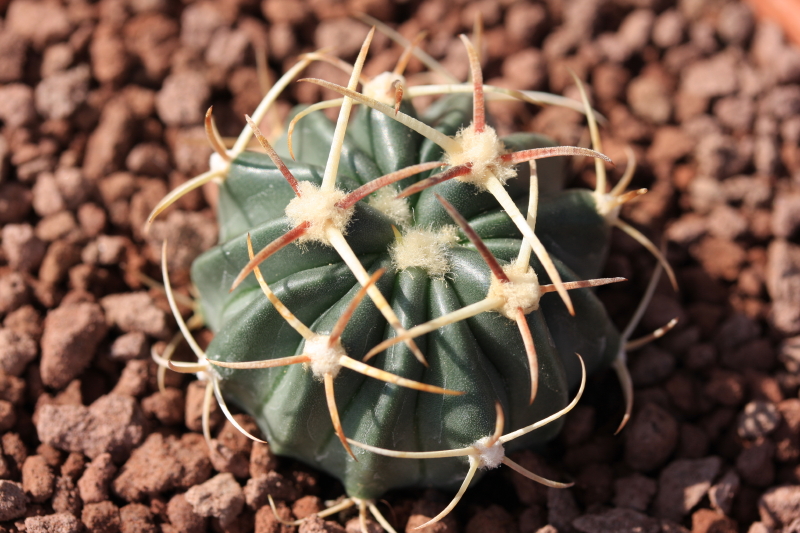 Echinocactus texensis 