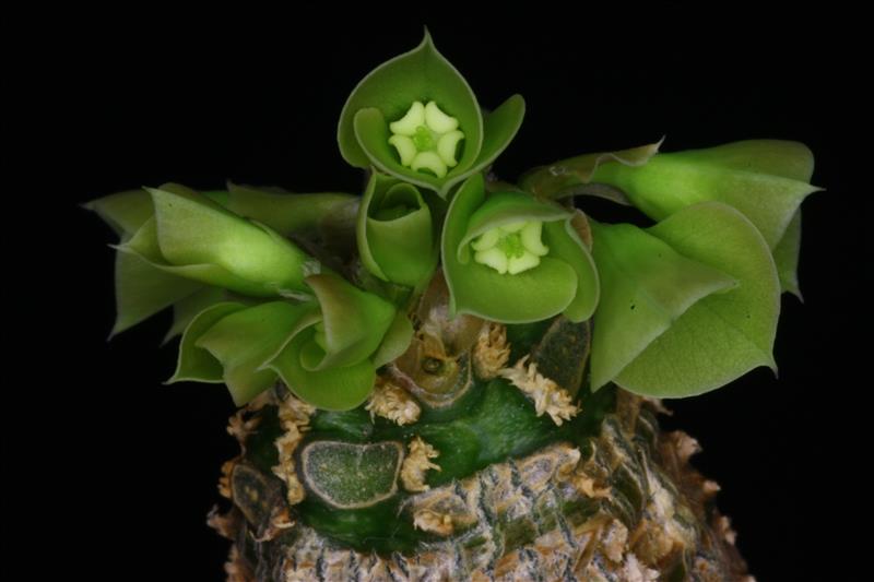 Euphorbia ankarensis 