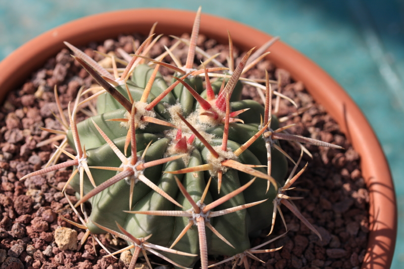 Echinocactus texensis 