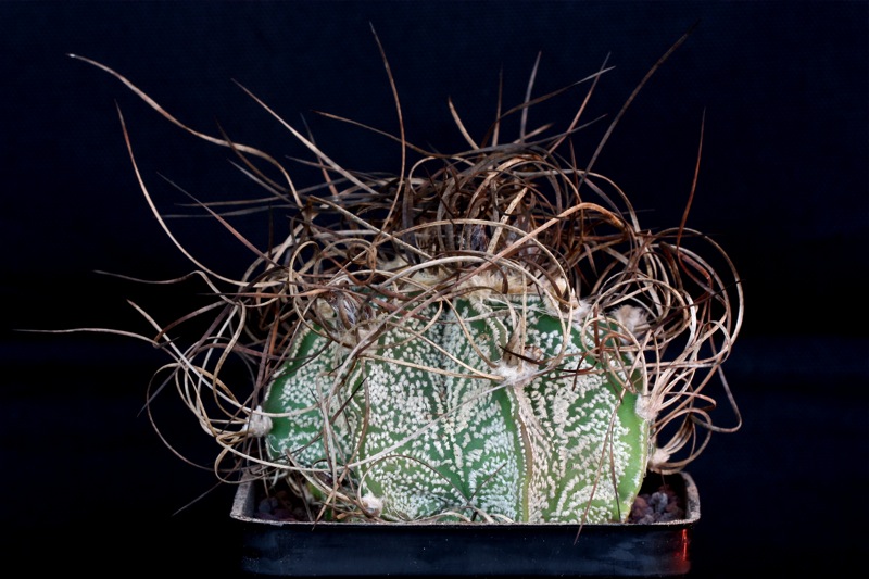 Astrophytum capricorne v. minor 