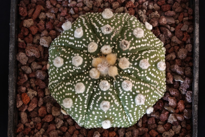 Astrophytum asterias cv. ooibo 