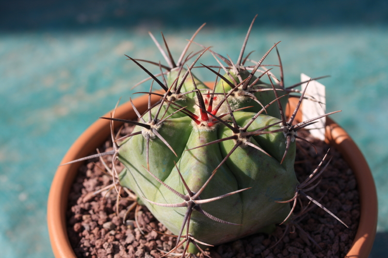 Echinocactus platyacanthus 