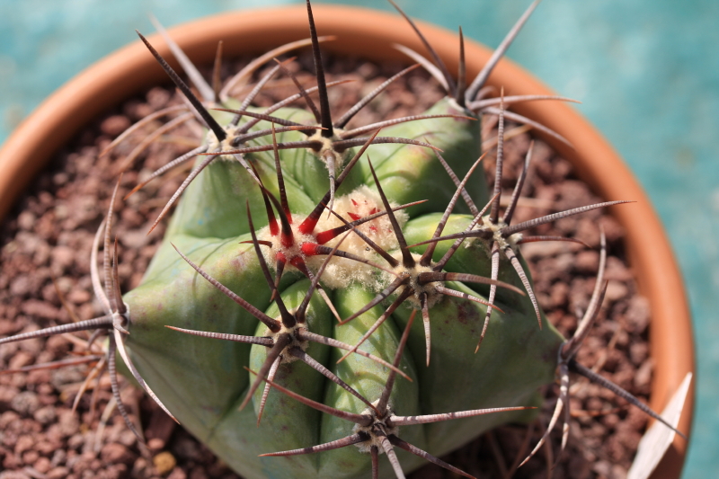 Echinocactus platyacanthus 