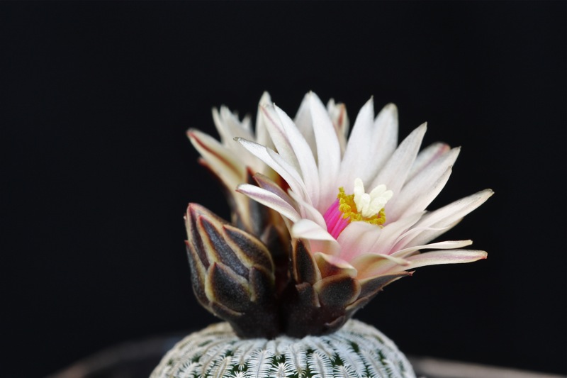 Turbinicarpus pseudopectinatus 