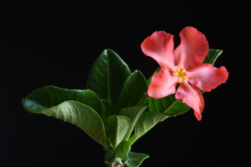 Pachypodium baronii v. windsorii 