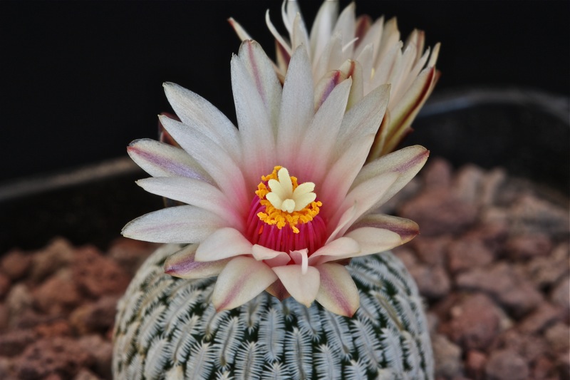 Turbinicarpus pseudopectinatus 