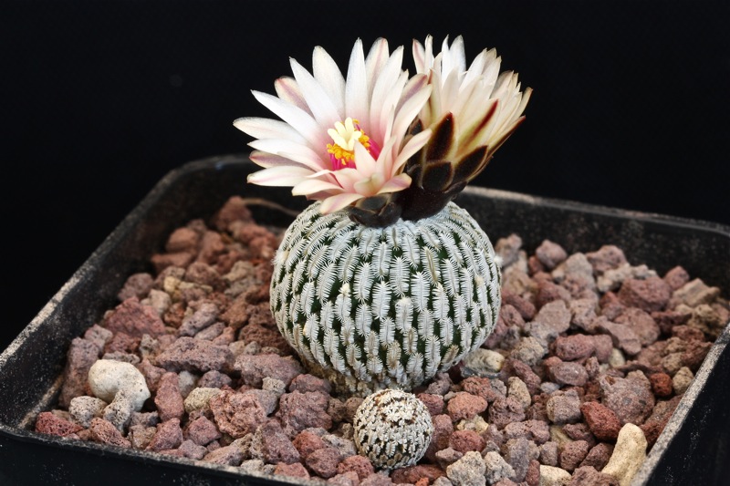 Turbinicarpus pseudopectinatus 