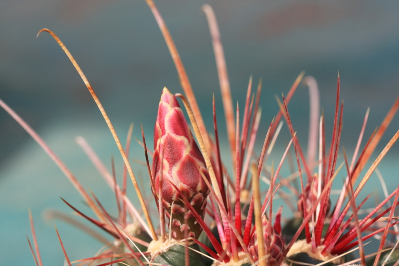 Ferocactus hamatacanthus 