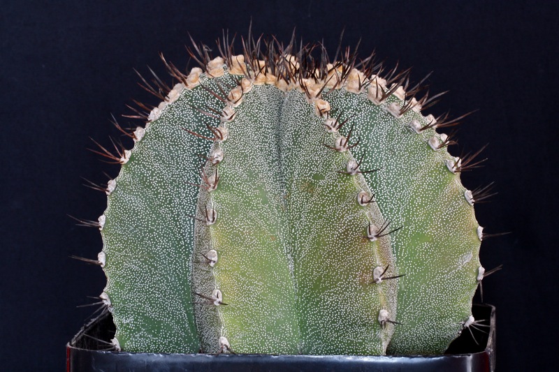 Astrophytum myriostigma x ornatum 