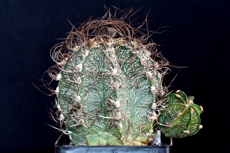 Astrophytum capricorne 