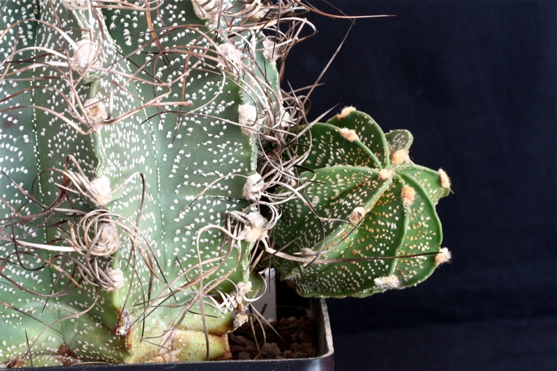 Astrophytum capricorne 