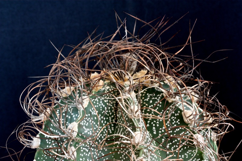 Astrophytum capricorne 