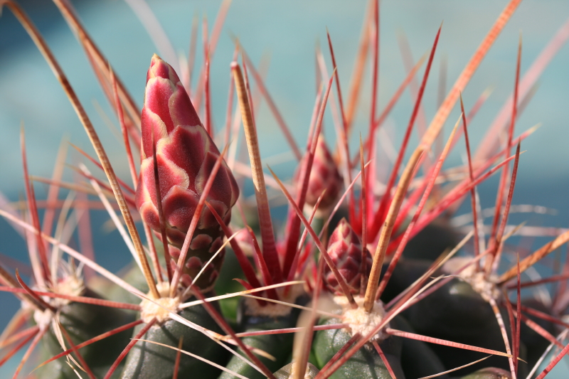 Ferocactus hamatacanthus 