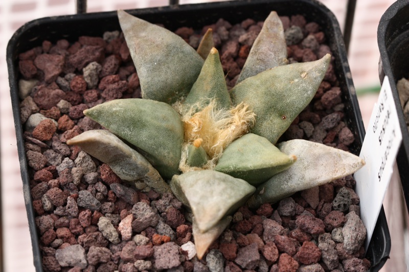 Ariocarpus retusus 