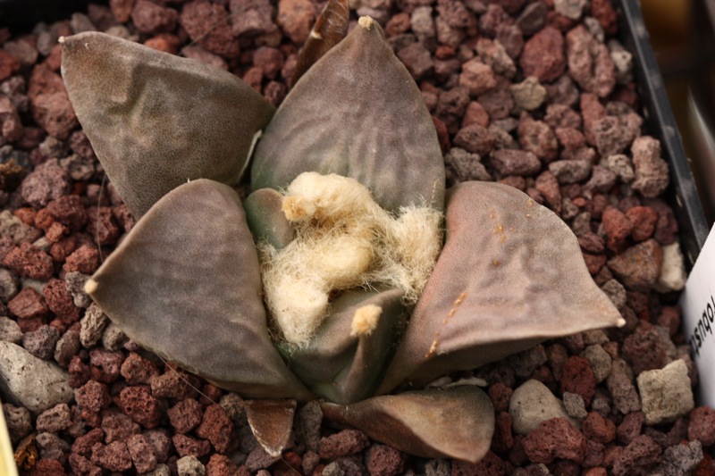 ariocarpus retusus f. robustus