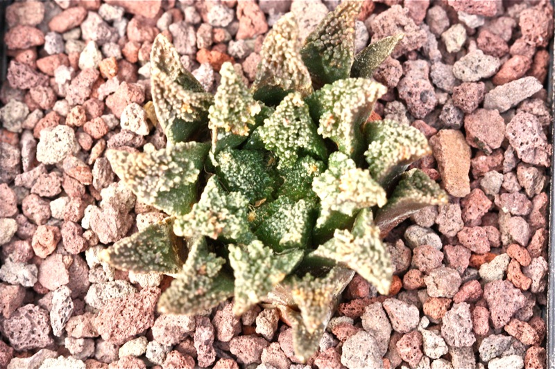 Ariocarpus fissuratus v. hintonii 