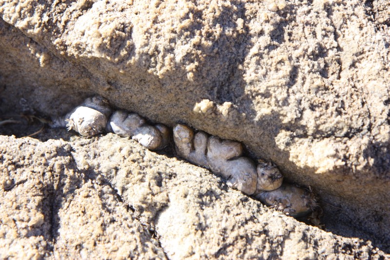 Pachypodium brevicaule 