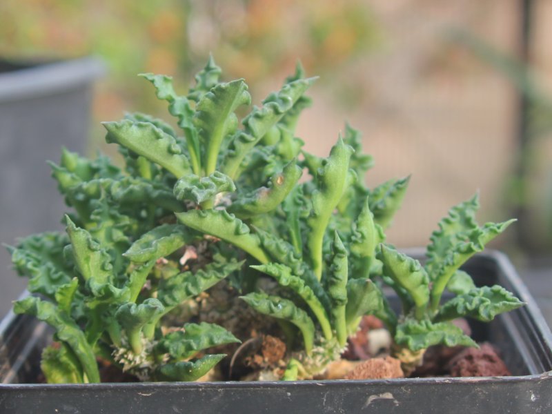 Euphorbia decaryi v. spirosticha 