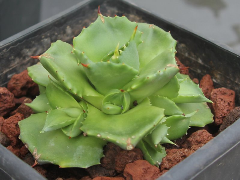 Agave isthmensis cv "Shoji-Raijin" 