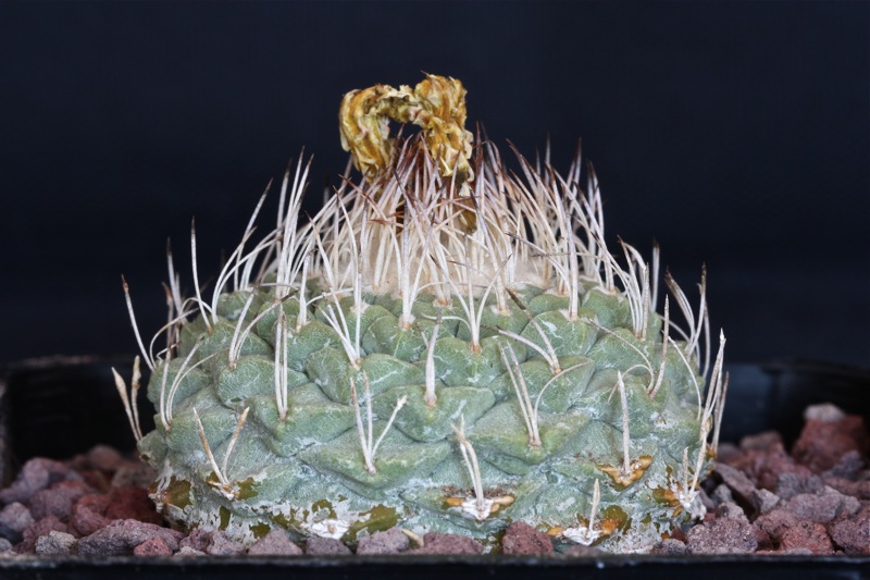 Strombocactus disciformis 