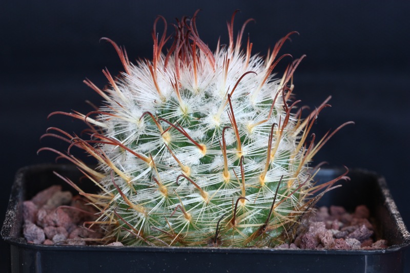 Mammillaria bombycina 