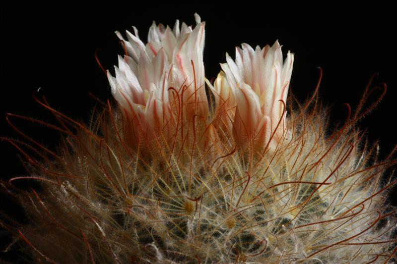 Mammillaria pennispinosa 