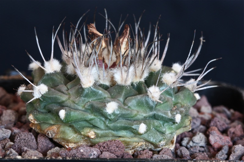 Turbinicarpus swobodae 