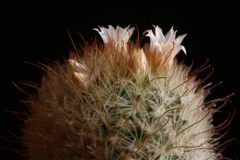 Mammillaria pennispinosa 