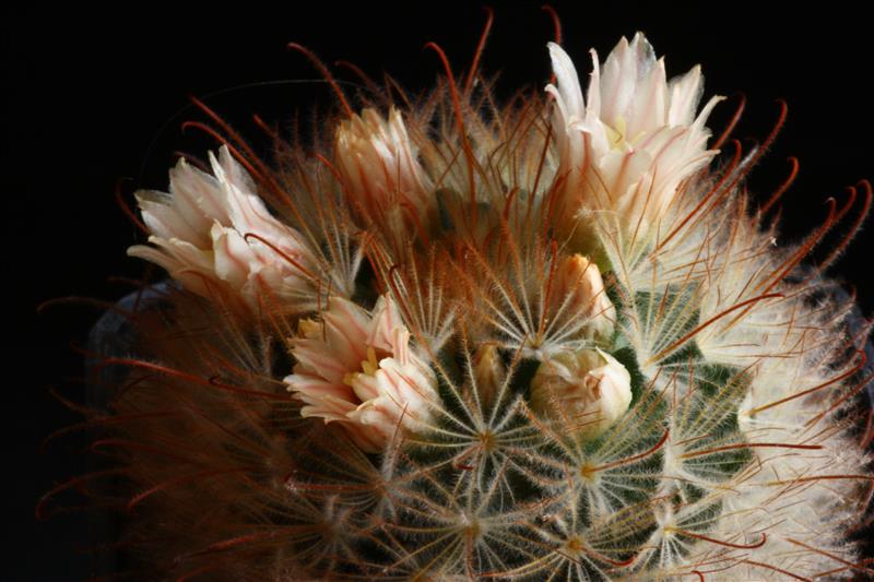 Mammillaria pennispinosa 