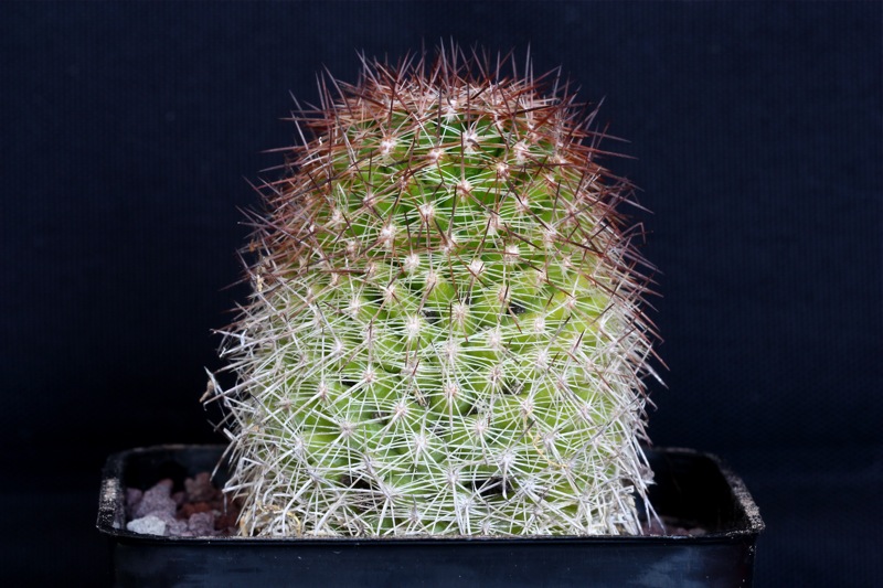 Mammillaria bambusiphila v. parva L761