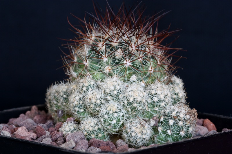 Pediocactus simpsonii f. caespitosus 