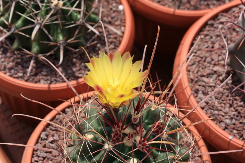 Ferocactus hamatacanthus 