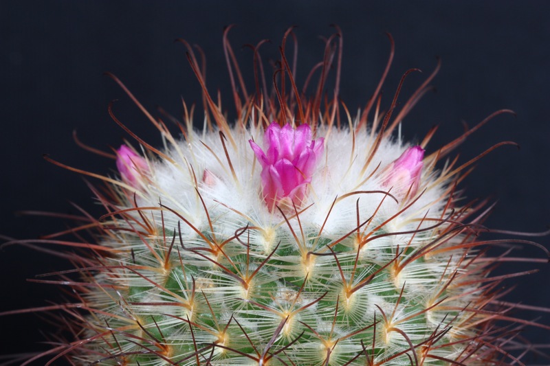 Mammillaria bombycina 