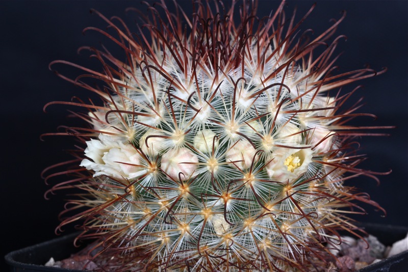 Mammillaria cowperae 