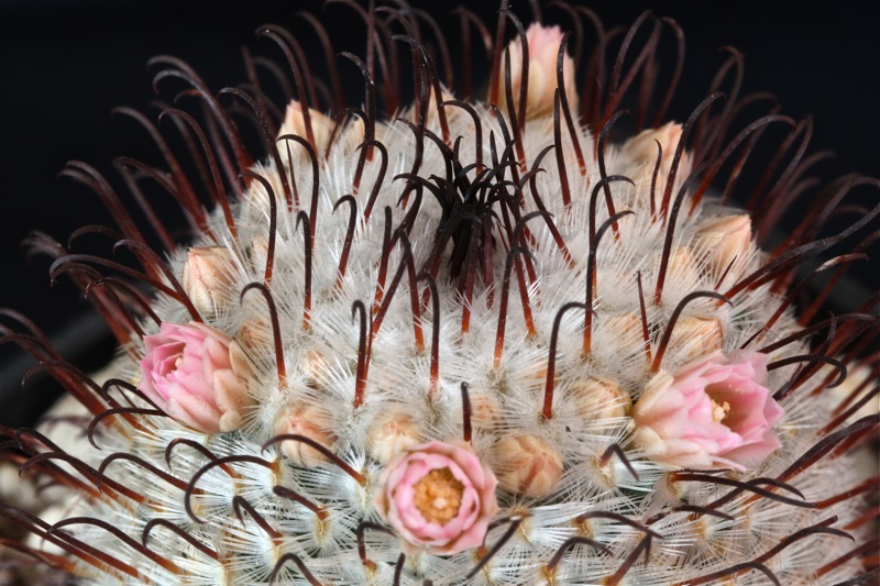 Mammillaria perezdelarosae 