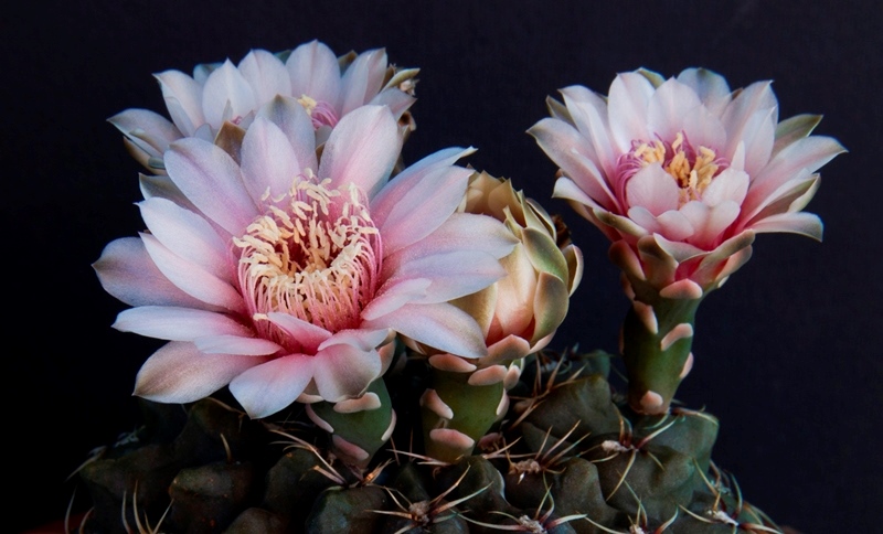 Gymnocalycium quehlianum 