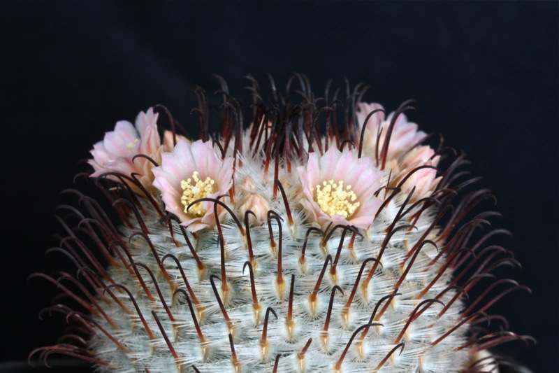 Mammillaria perezdelarosae 