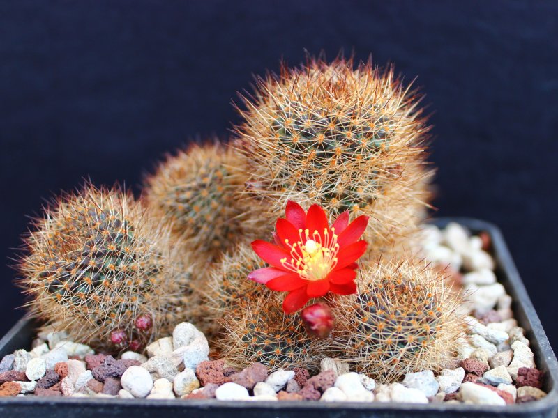 Rebutia fulviseta WR319