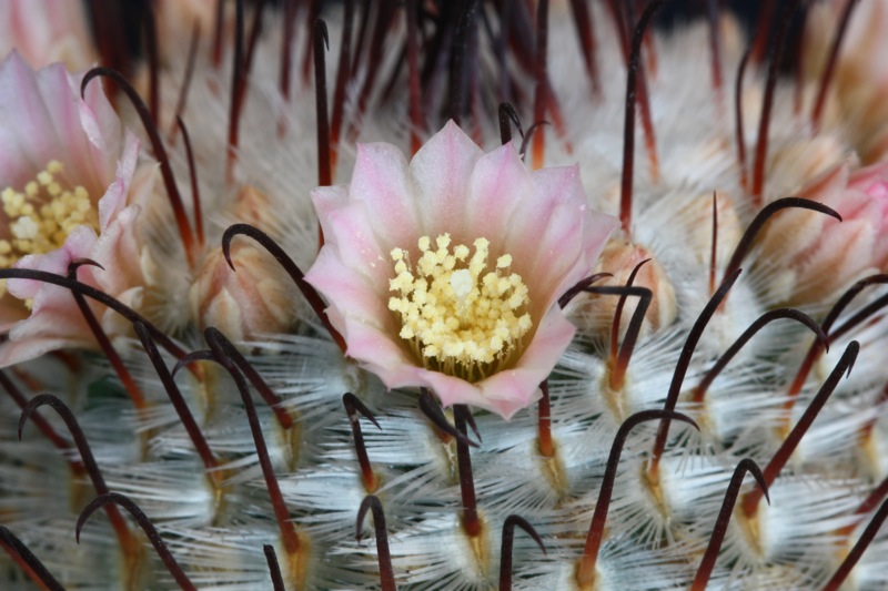 Mammillaria perezdelarosae 