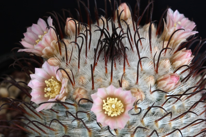 Mammillaria perezdelarosae 