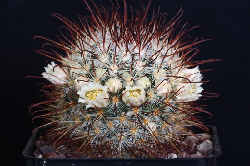 Mammillaria cowperae 